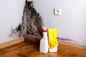 Trusted Campti, LA Mold Removal Services Experts